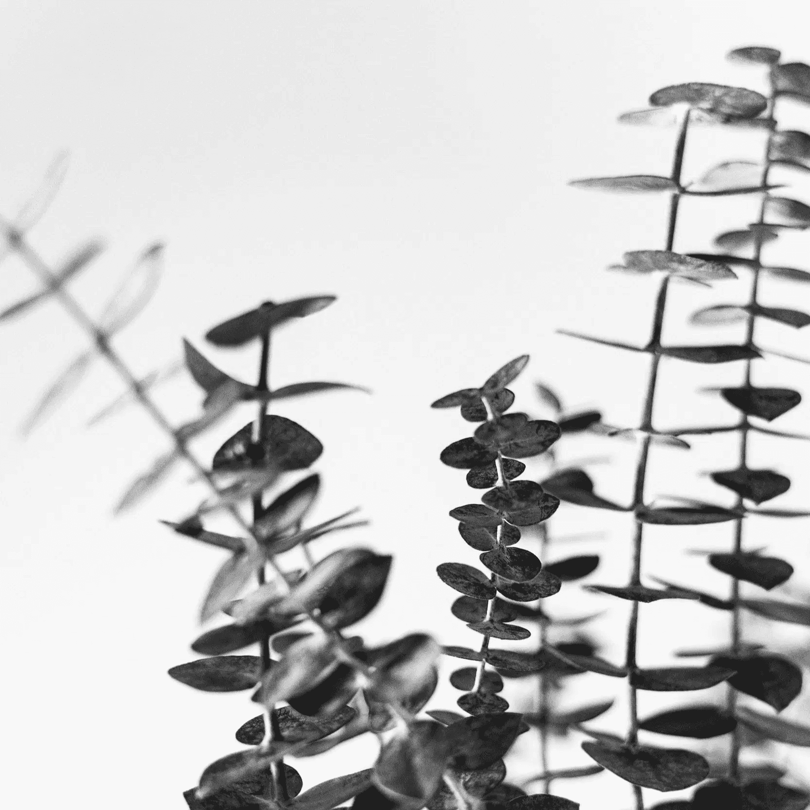Black and white photo of eucalyptus leaves against a plain background.